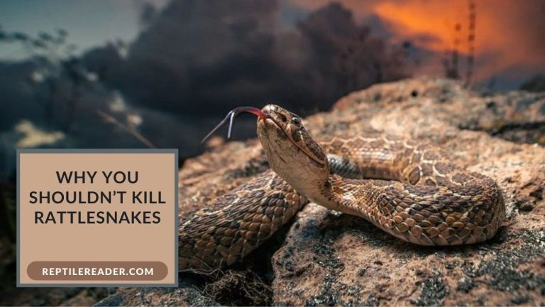 Why You Shouldn’t Kill Rattlesnakes