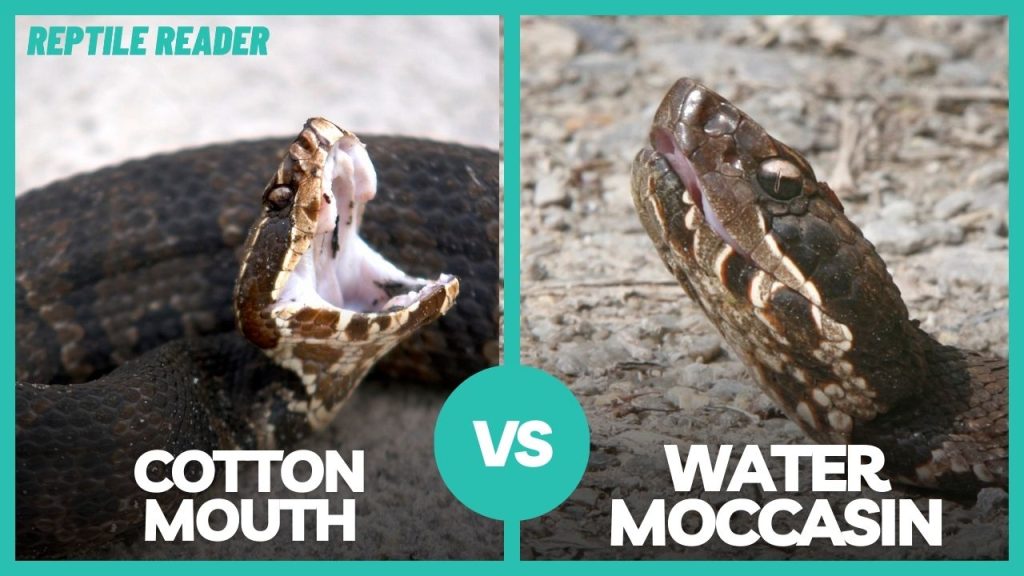 Are Cottonmouth and Water Moccasin the Same