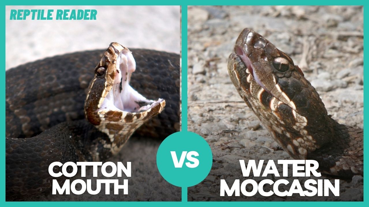 Are Cottonmouth and Water Moccasin the Same