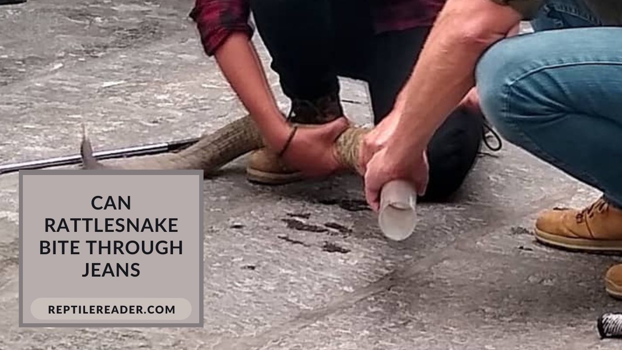 Can Rattlesnake Bite Through Jeans