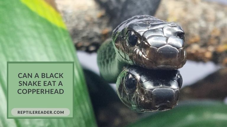 Can a Black Snake Eat a Copperhead