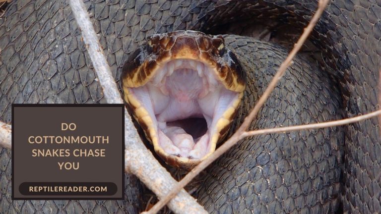 Do Cottonmouth Snakes Chase You