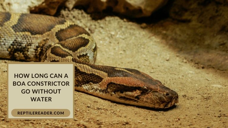 How Long Can a Boa Constrictor Go Without Water