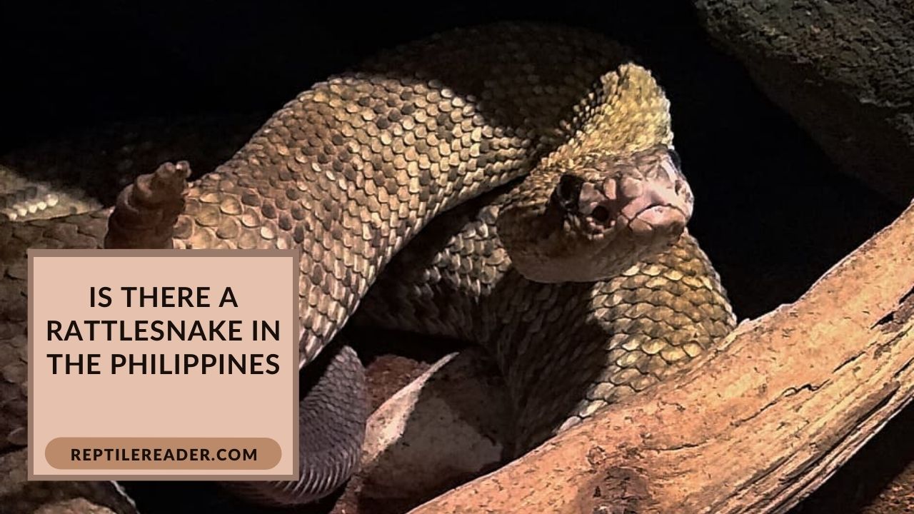 Is There a Rattlesnake in the Philippines