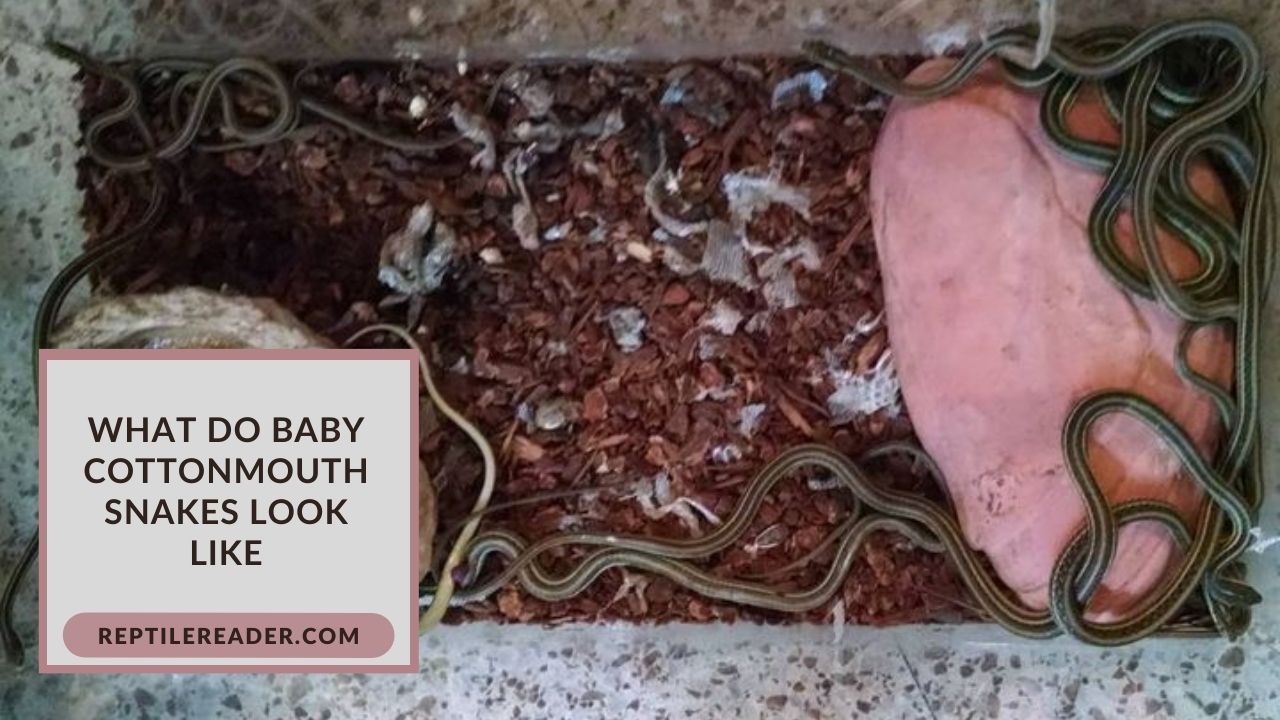 What Do Baby Cottonmouth Snakes Look Like