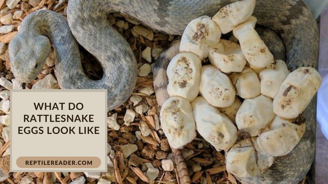 What Do Rattlesnake Eggs Look Like