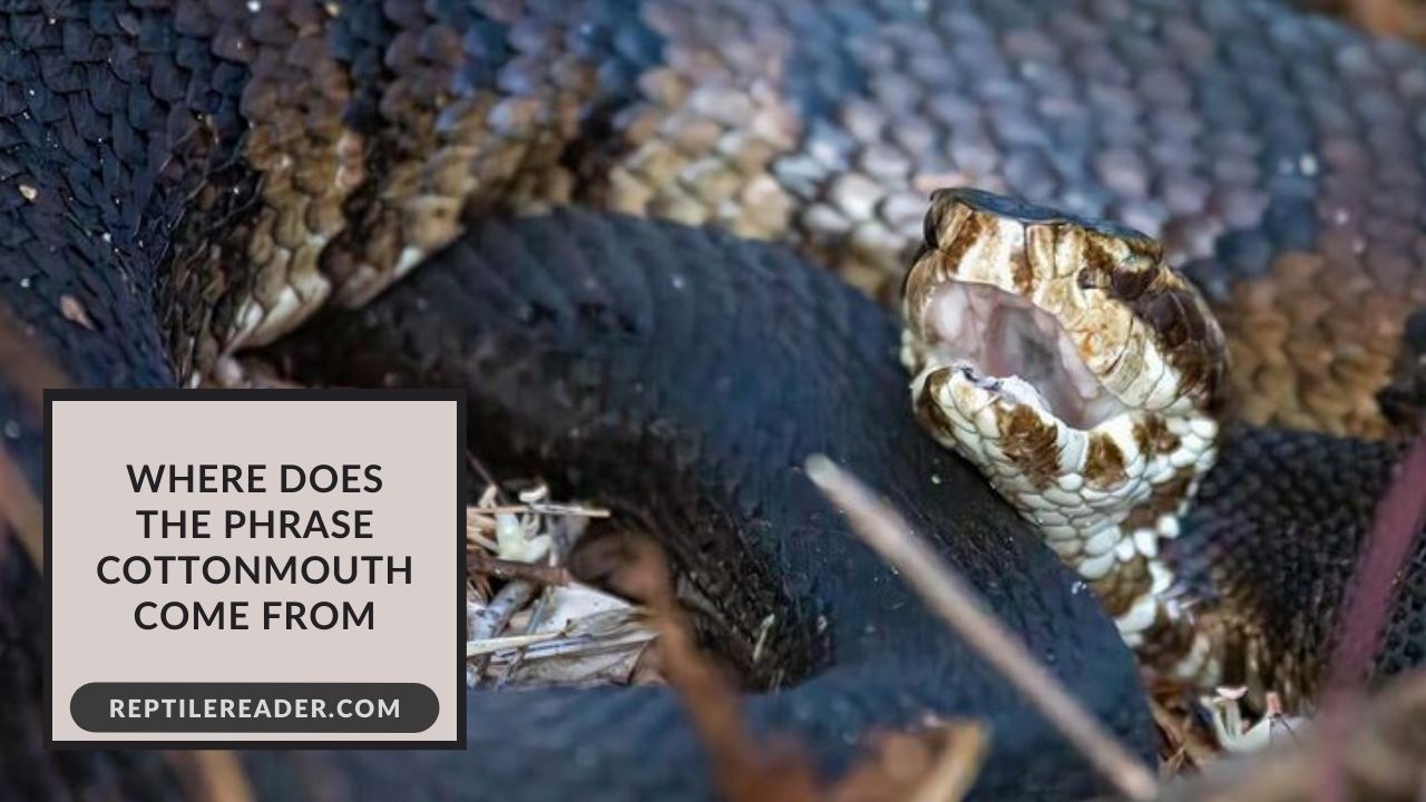 where-does-the-phrase-cottonmouth-come-from-reptile-reader